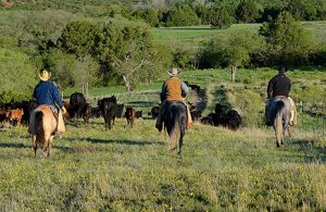 men on horses chasing cattle